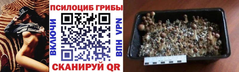 Псилоцибиновые грибы ЛСД  Петровск-Забайкальский 